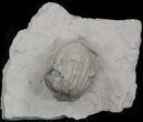 Large, Eucalyptocrinus Crinoid Crown With Arms - Indiana #14393-2